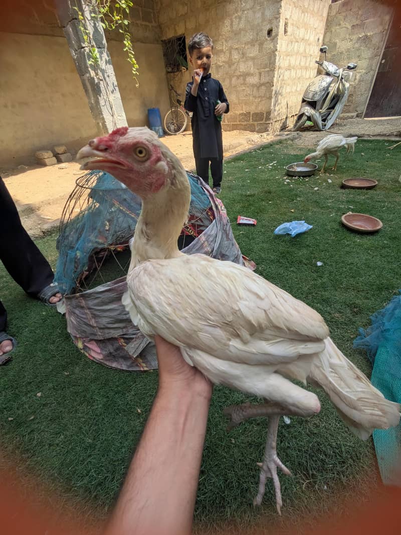 Heera aseal 11