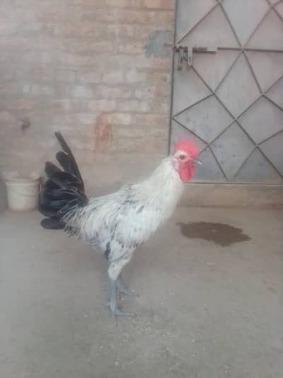 fumi male