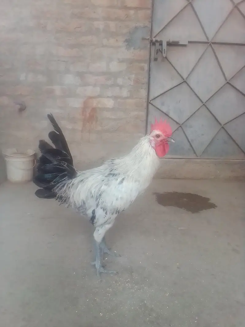 fumi male — photo 5