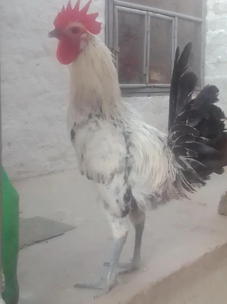 fumi male — photo 7