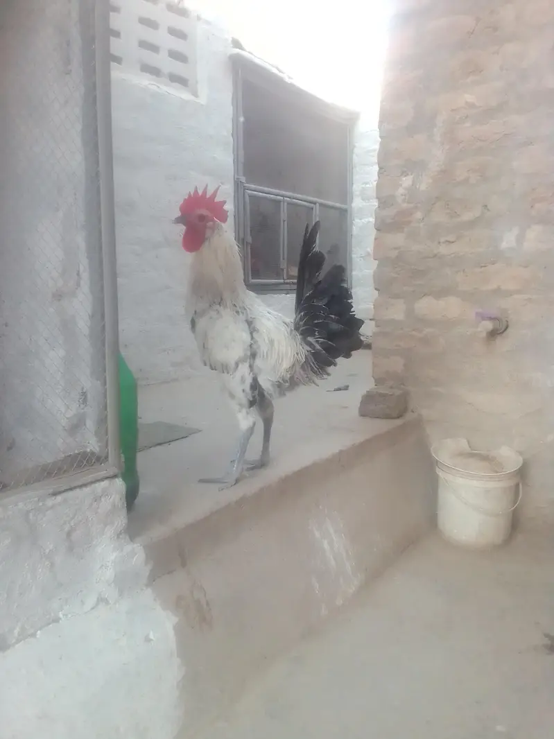 fumi male — photo 8