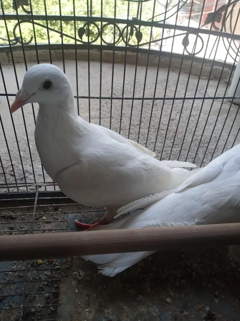white cased — photo 3