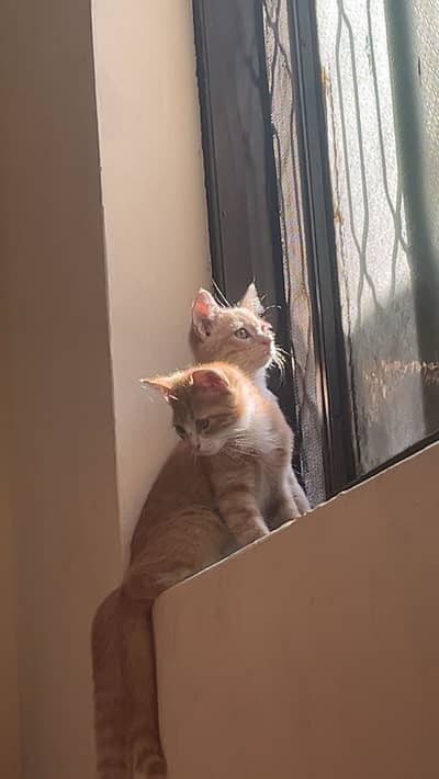 3 kittens for sale (2mnths)