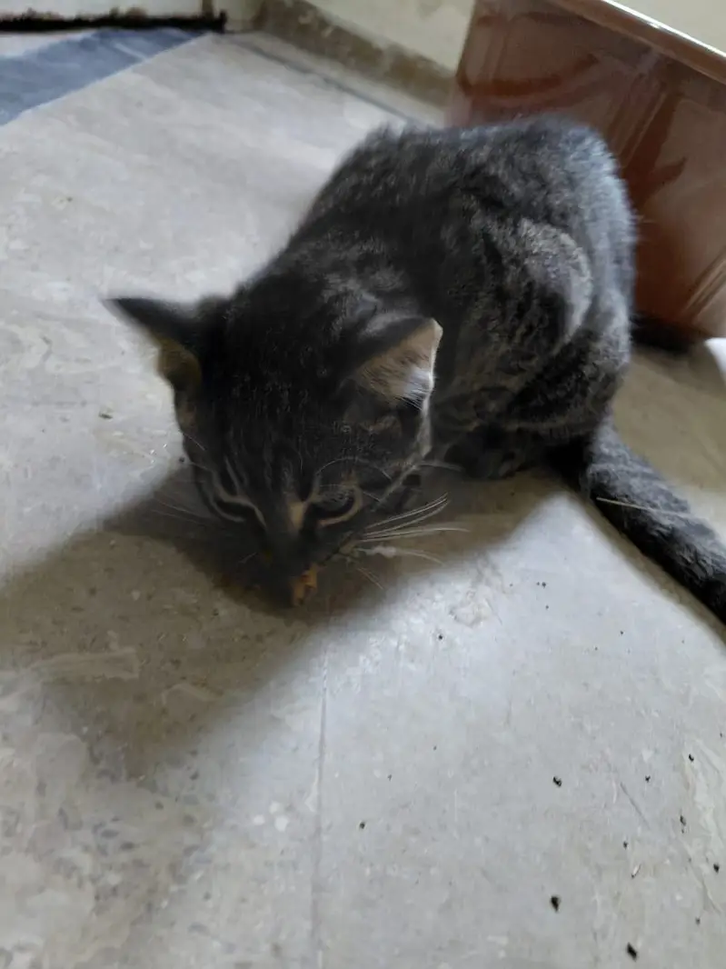 3 kittens for sale (2mnths) — photo 2
