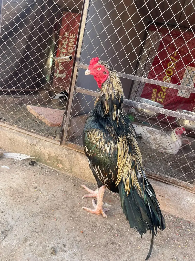 lakha sawa — photo 3
