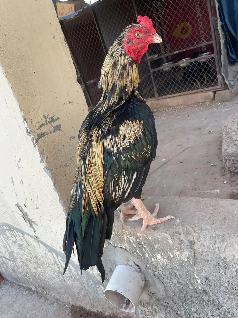 lakha sawa — photo 4