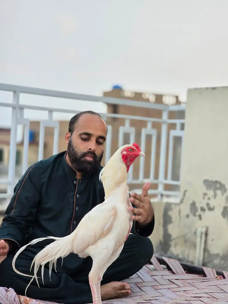 lakha sawa — photo 7