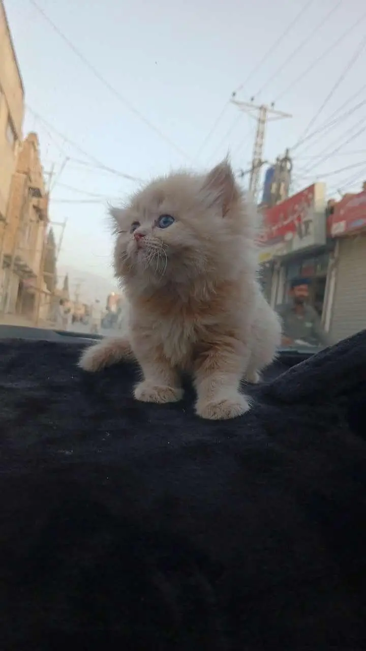 Persian kitten triple coat fluffy  (whatapp 03229510324)