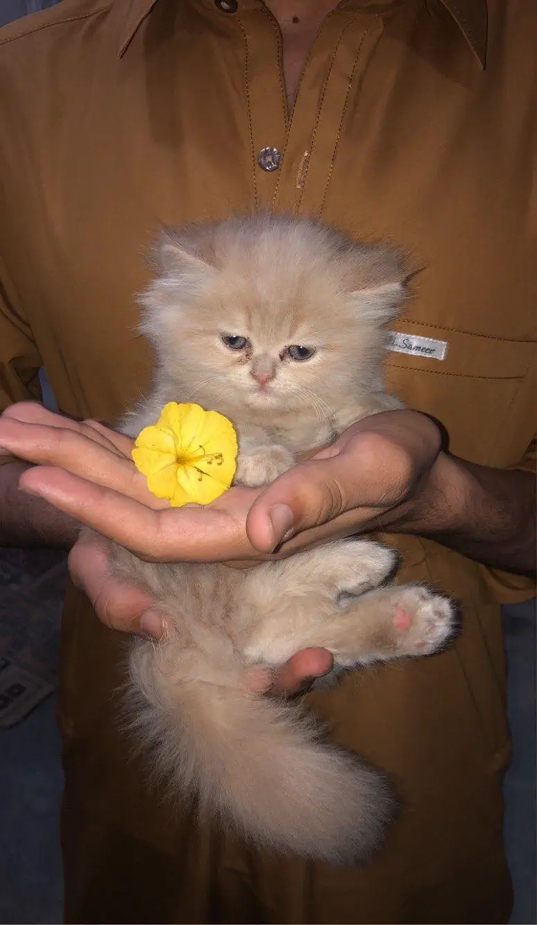 Persian kitten triple coat fluffy  (whatapp 03229510324) — photo 2