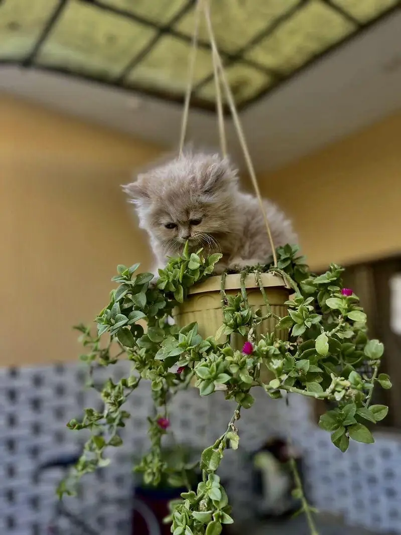 Persian kitten triple coat fluffy  (whatapp 03229510324) — photo 3