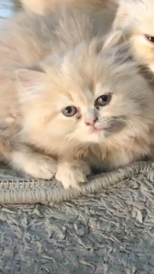 Persian kitten triple coat fluffy  (whatapp 03229510324) — photo 4