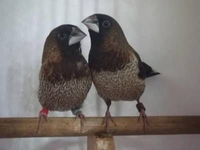 Banglies finch