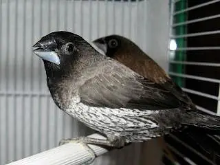Banglies finch — photo 2
