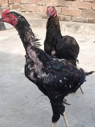 Aseel Pathy pathiyan Ready to breed