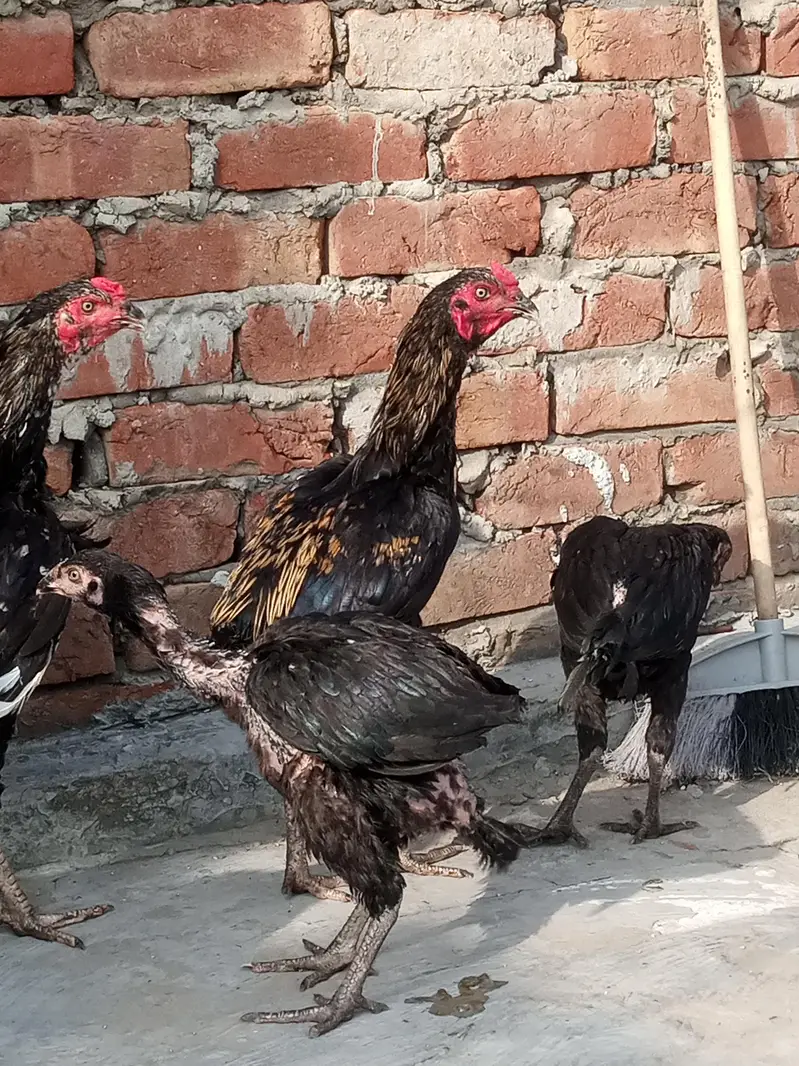 Aseel Pathy pathiyan Ready to breed — photo 6