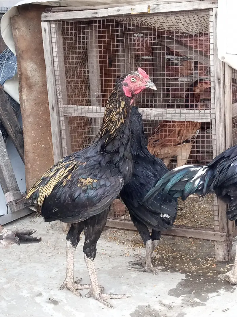 Aseel Pathy pathiyan Ready to breed — photo 7