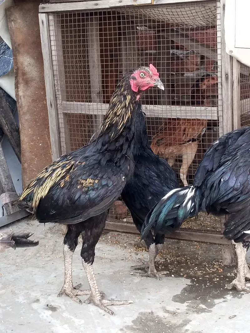Aseel Pathy pathiyan Ready to breed — photo 8