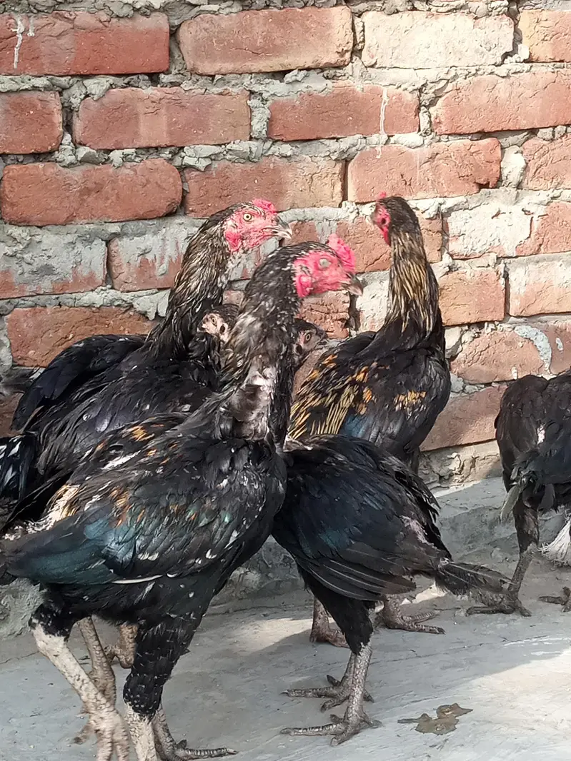 Aseel Pathy pathiyan Ready to breed — photo 9