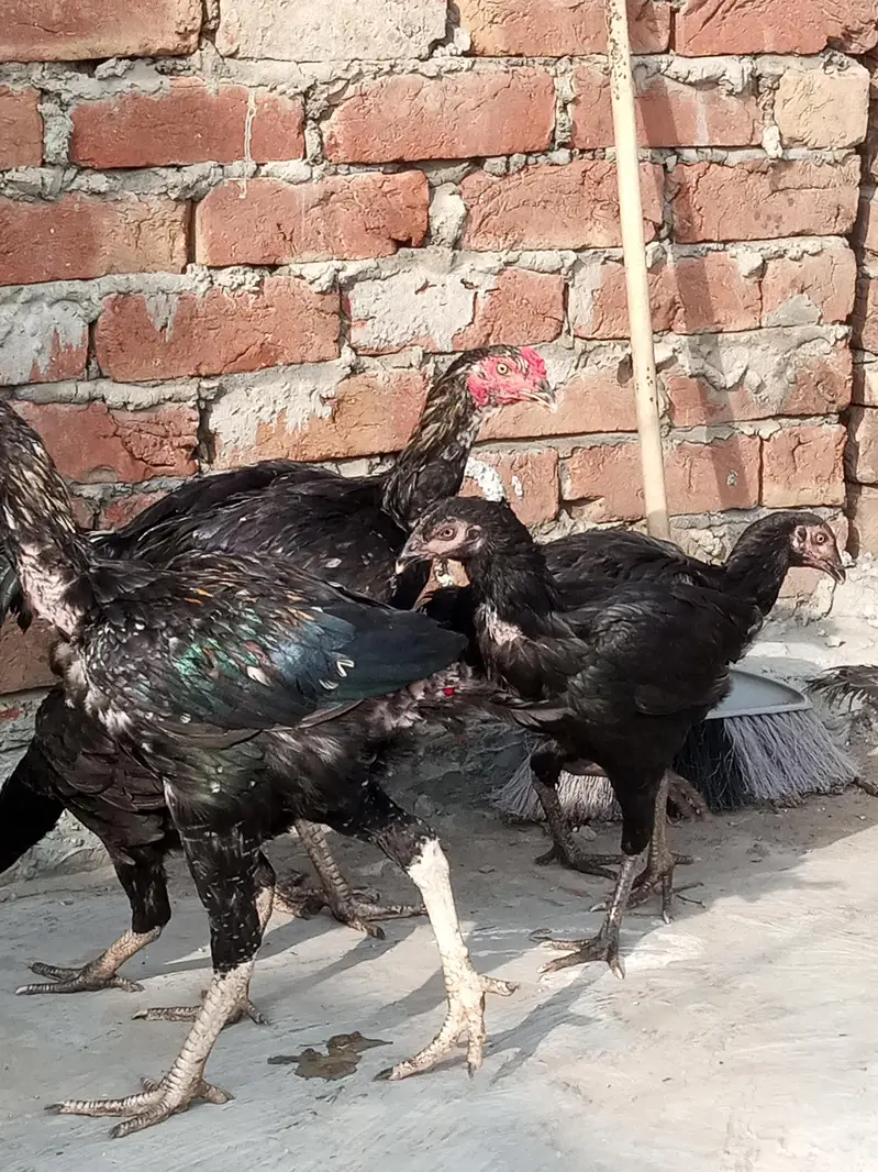 Aseel Pathy pathiyan Ready to breed — photo 11