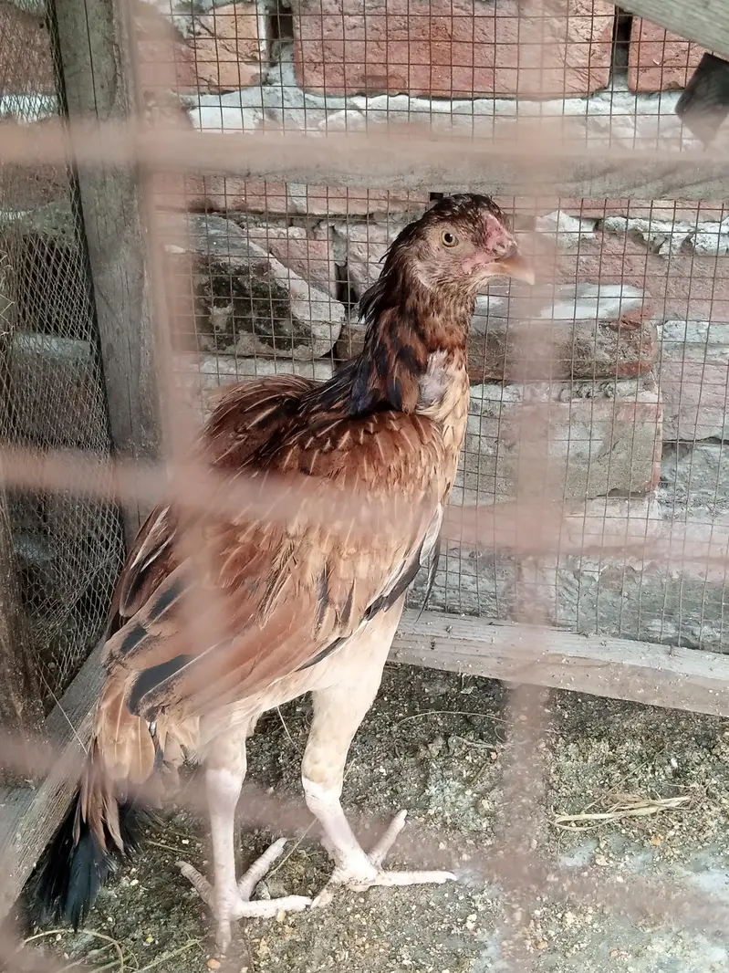 Aseel Pathy pathiyan Ready to breed — photo 12