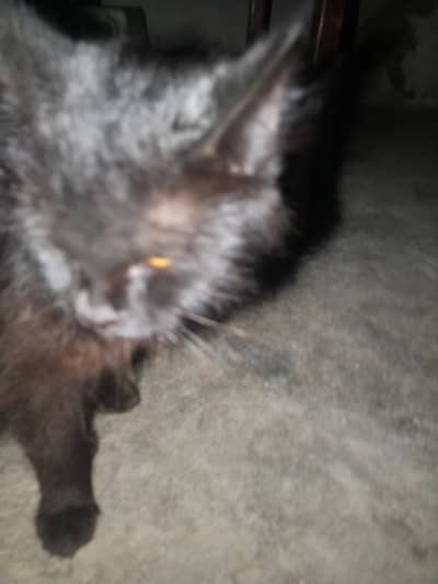 cat for sale
