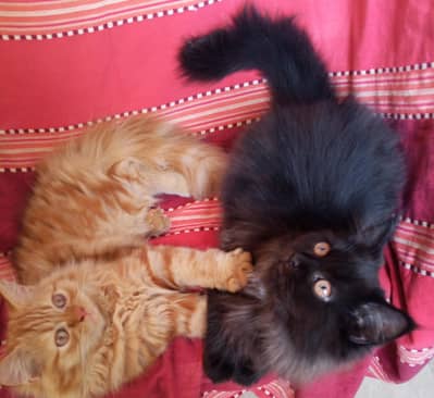 Persian kittens pair looking for a new home