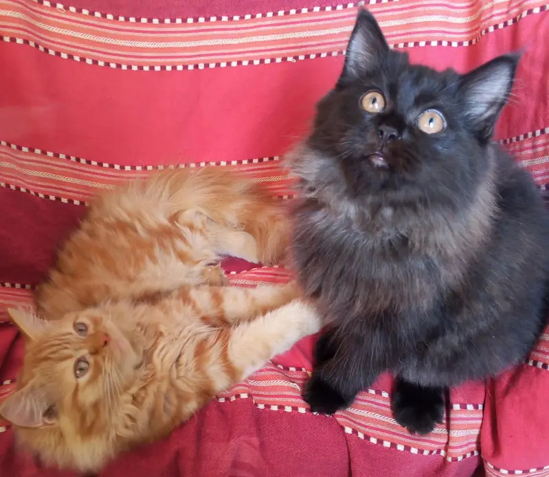 Persian kittens pair looking for a new home — photo 2