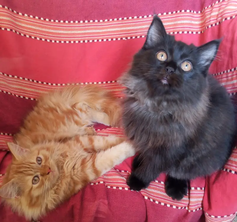Persian kittens pair looking for a new home — photo 3