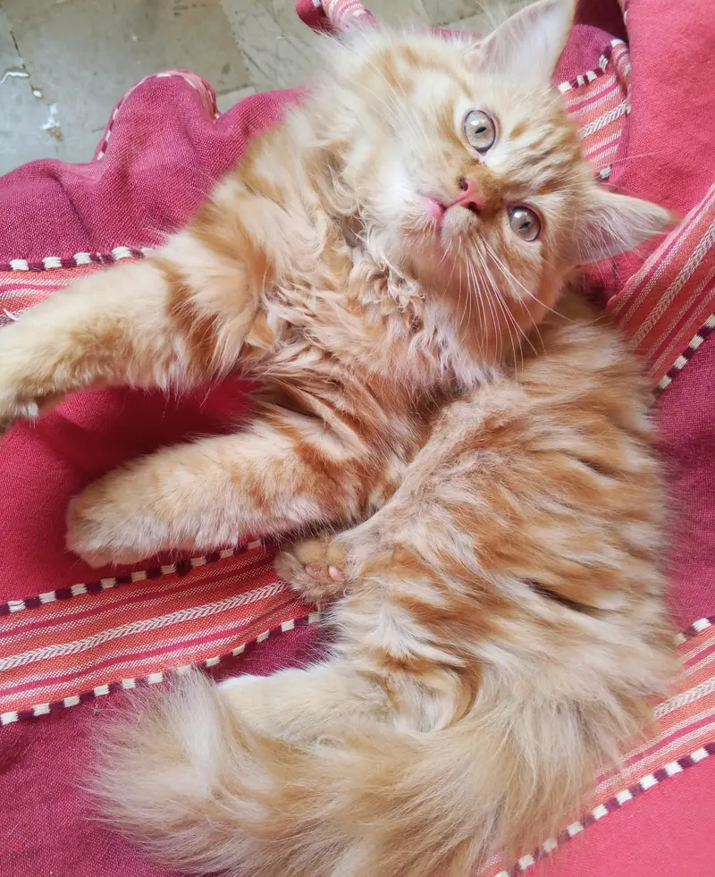 Persian kittens pair looking for a new home — photo 4