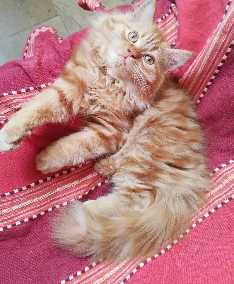 Persian kittens pair looking for a new home — photo 5