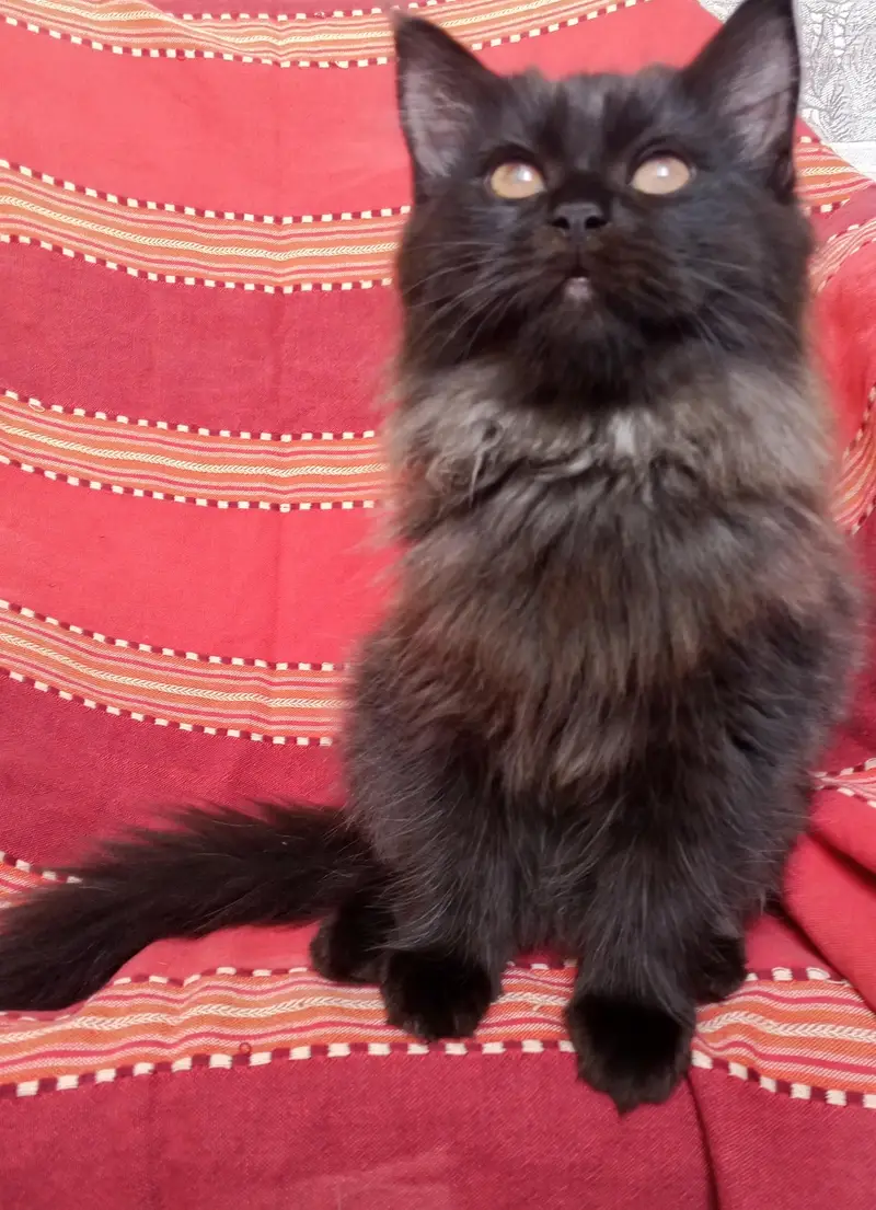 Persian kittens pair looking for a new home — photo 6