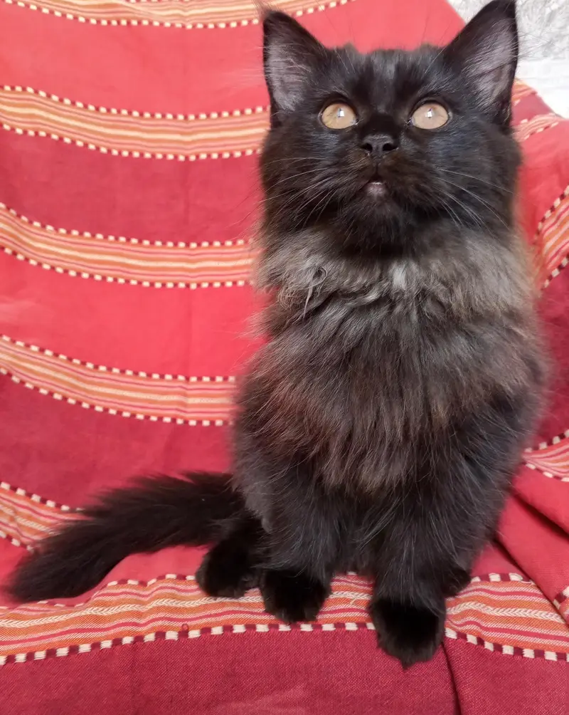Persian kittens pair looking for a new home — photo 7