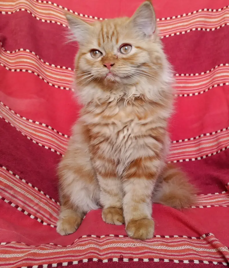 Persian kittens pair looking for a new home — photo 8
