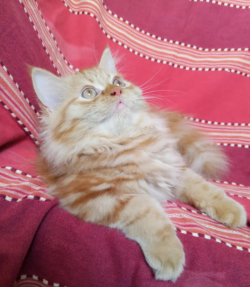 Persian kittens pair looking for a new home — photo 9