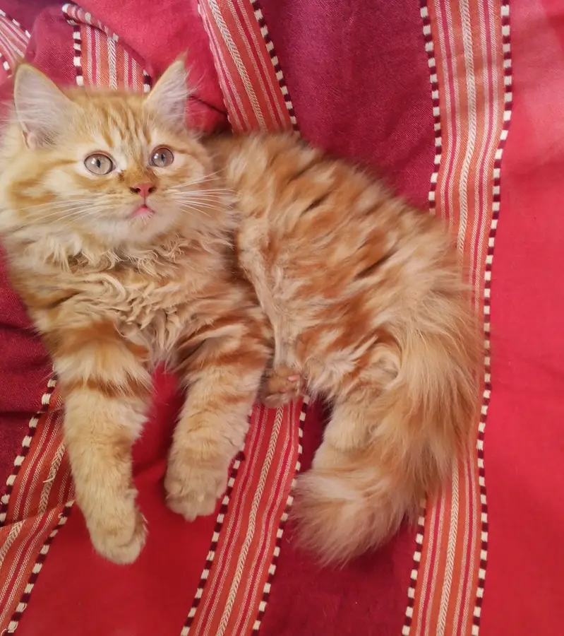 Persian kittens pair looking for a new home — photo 10