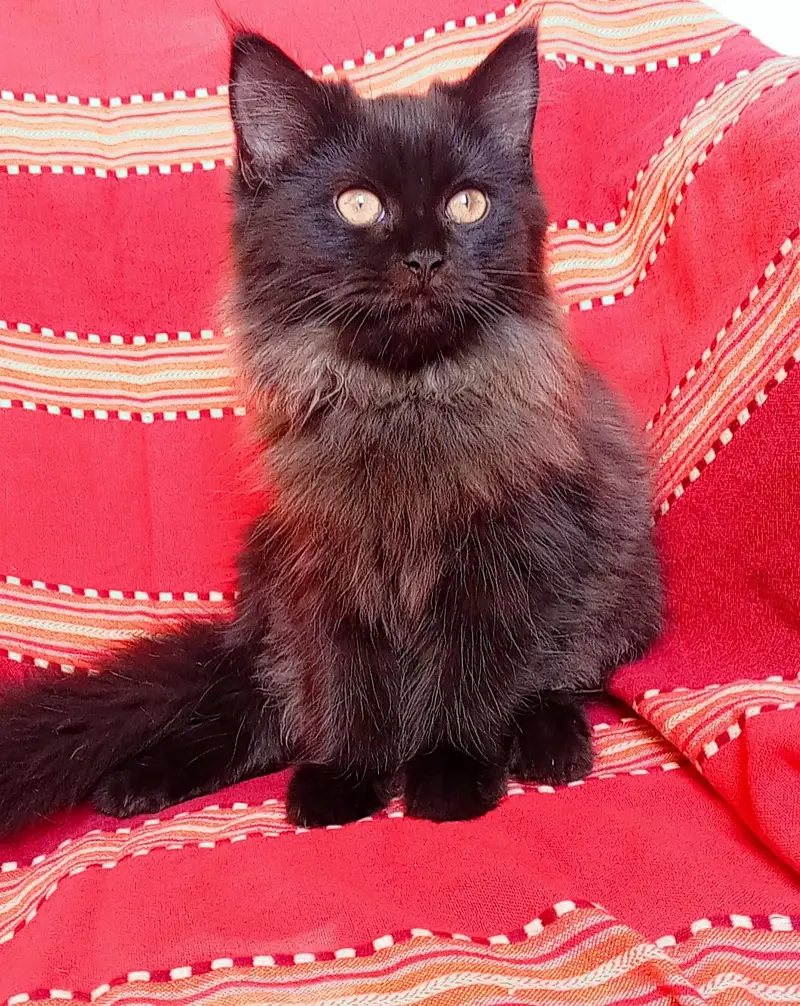 Persian kittens pair looking for a new home — photo 12