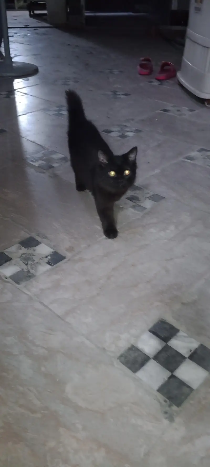 cat for seel — photo 2