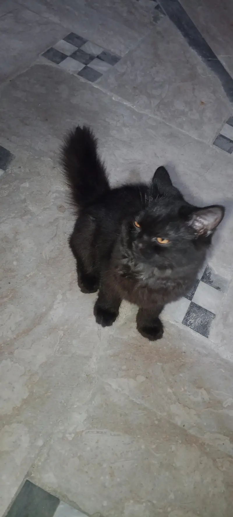 cat for seel — photo 3