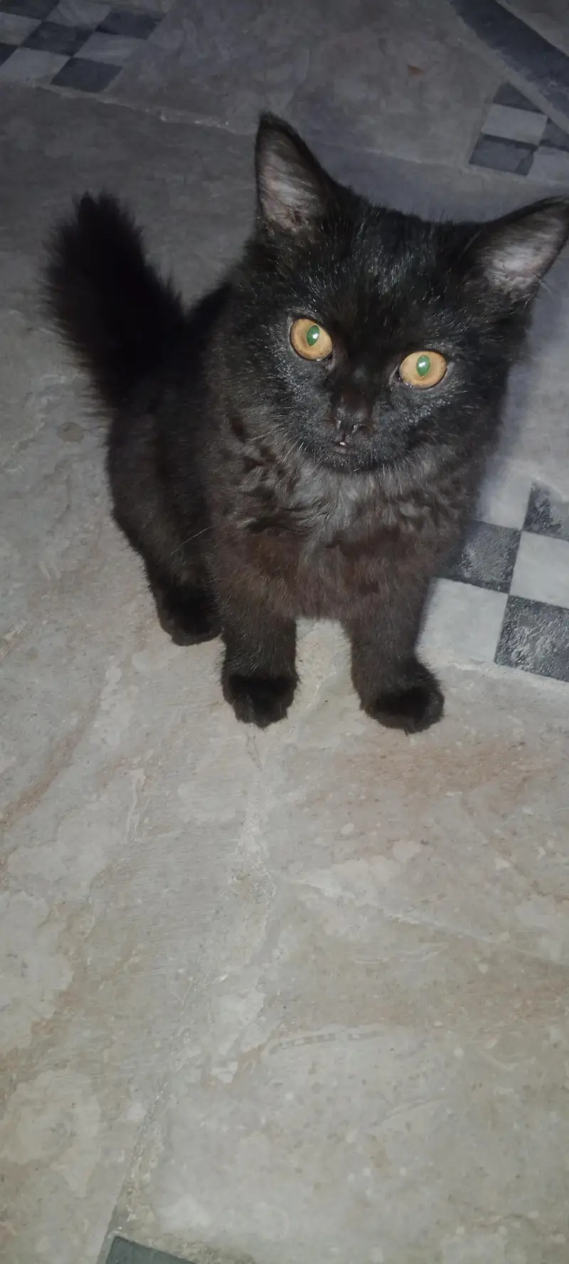 cat for seel — photo 4