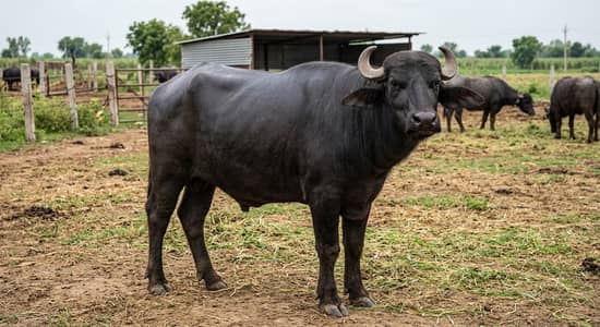 Neli ravi breed bull for sell