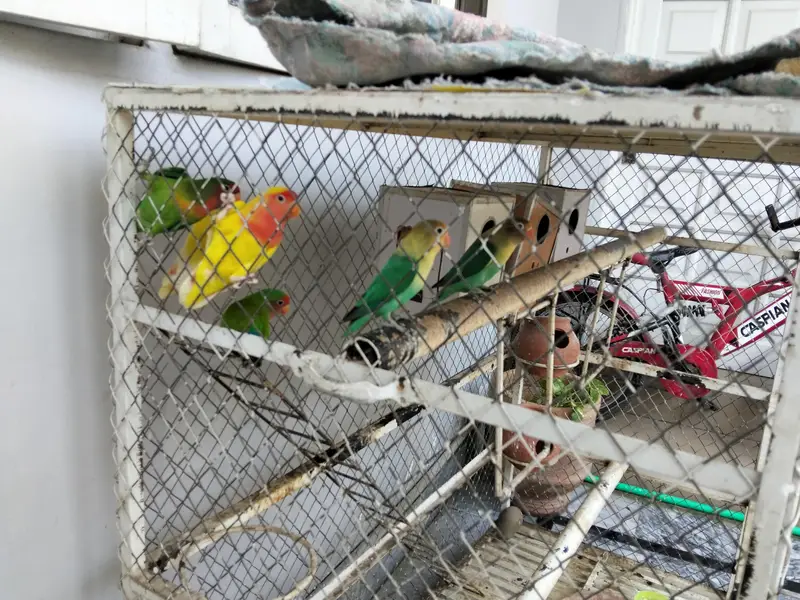 3 pairs of love birds including the cage and breeding boxes — photo 2