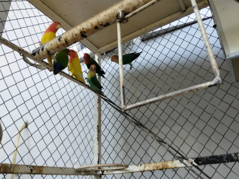 3 pairs of love birds including the cage and breeding boxes — photo 3