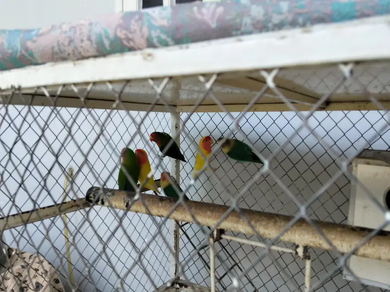 3 pairs of love birds including the cage and breeding boxes — photo 4