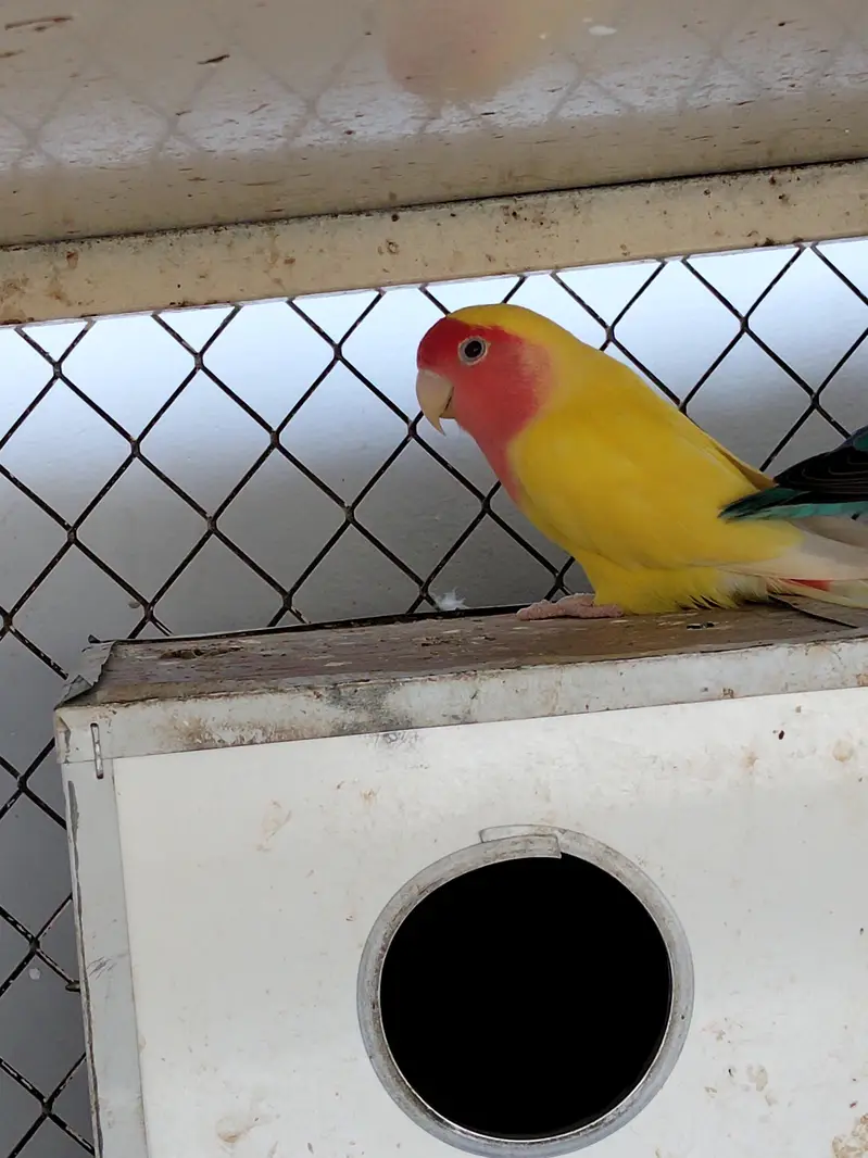 3 pairs of love birds including the cage and breeding boxes — photo 5