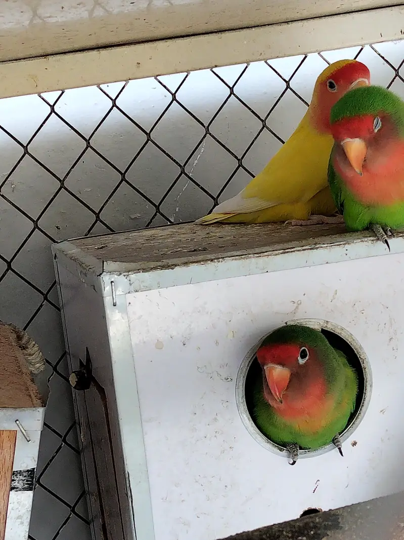 3 pairs of love birds including the cage and breeding boxes — photo 6