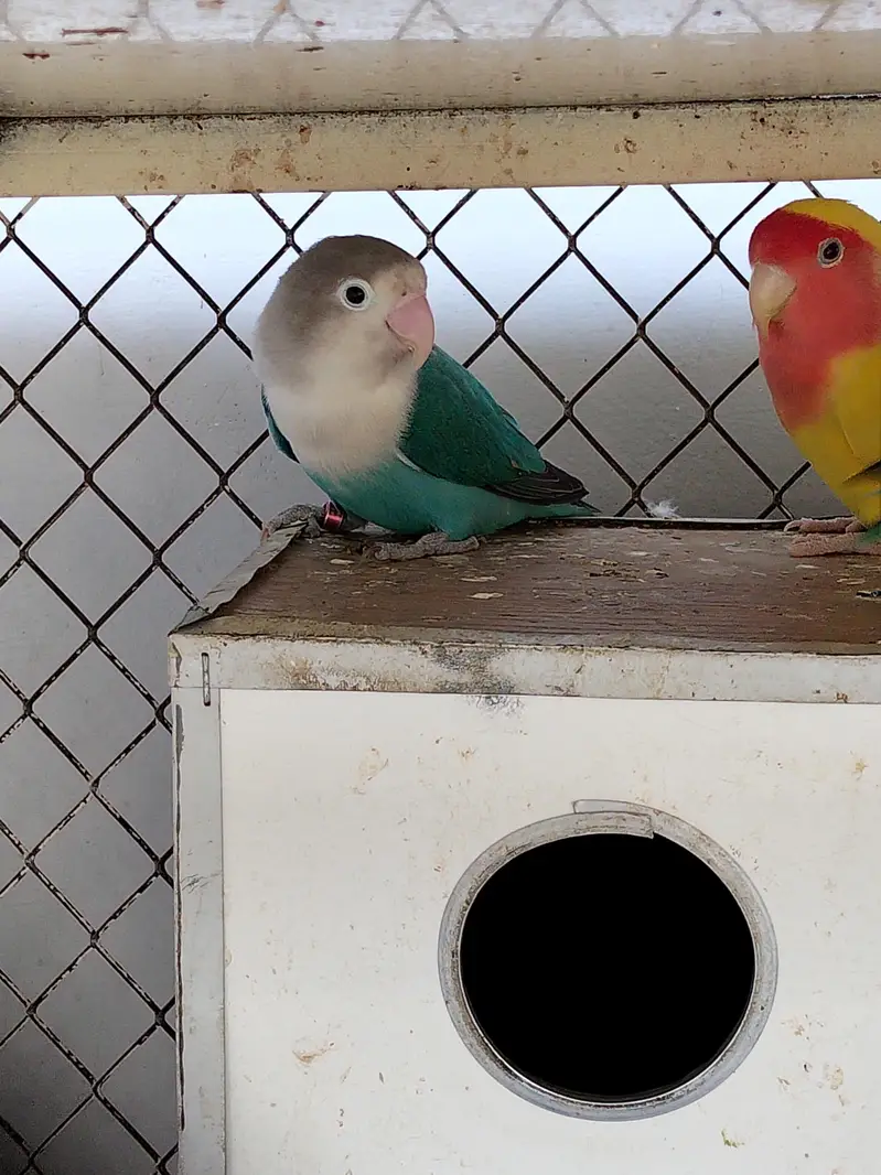3 pairs of love birds including the cage and breeding boxes — photo 7