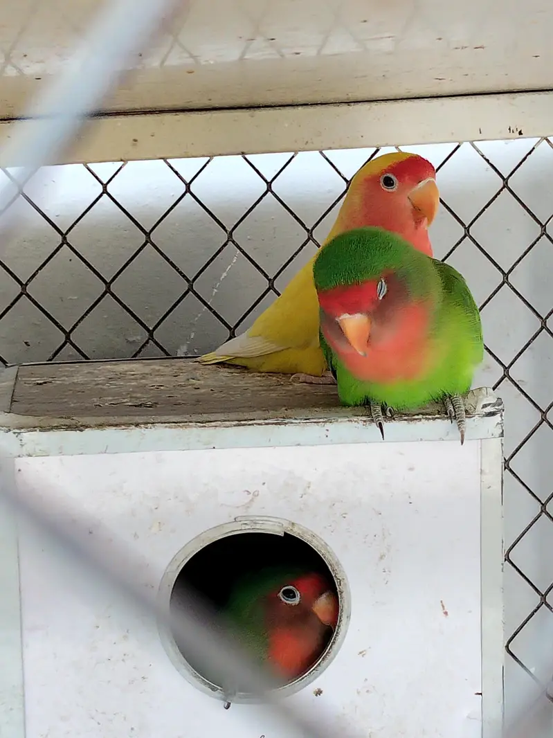 3 pairs of love birds including the cage and breeding boxes — photo 8