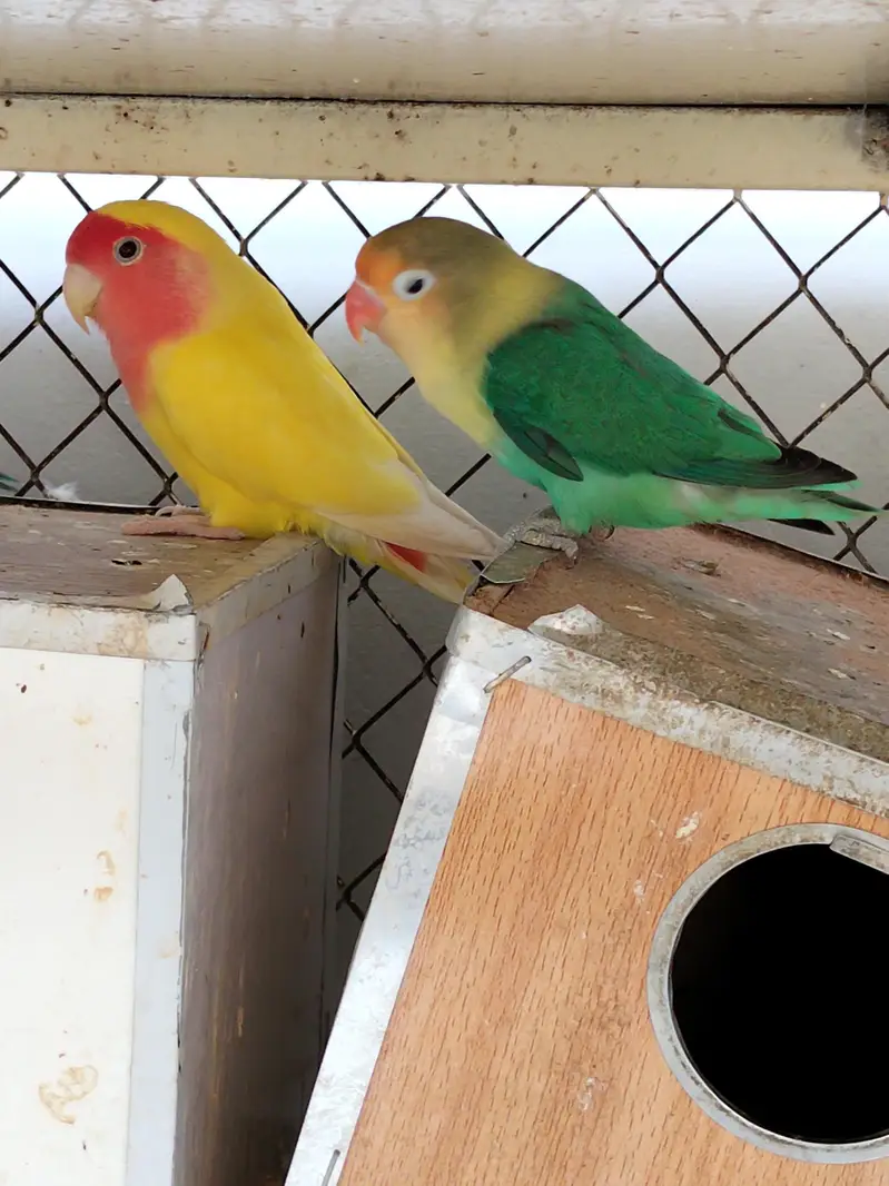 3 pairs of love birds including the cage and breeding boxes — photo 9