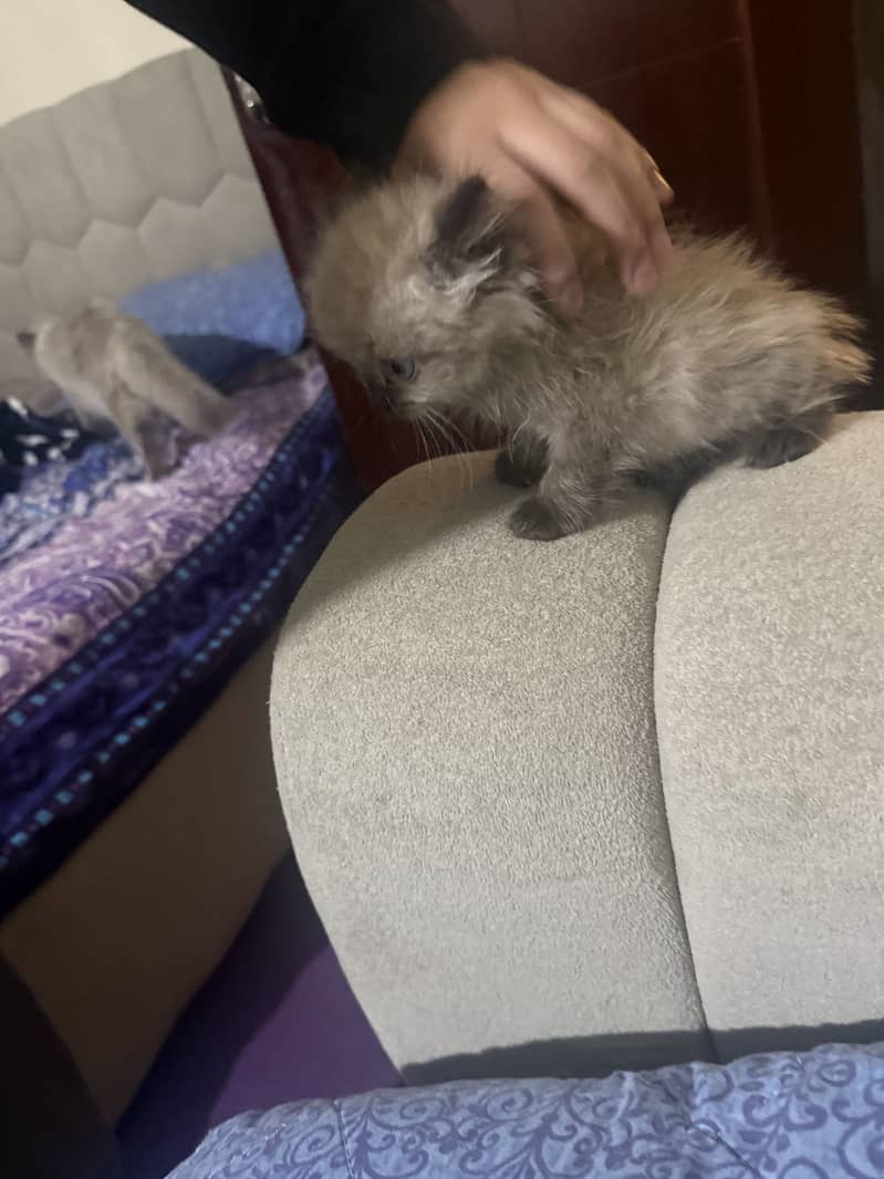 Ragdoll Kittens 2