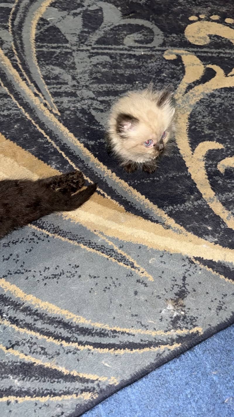 Ragdoll Kittens 1